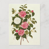 Camellia uit "A Monograph on the Genus" Briefkaart (Voorkant)