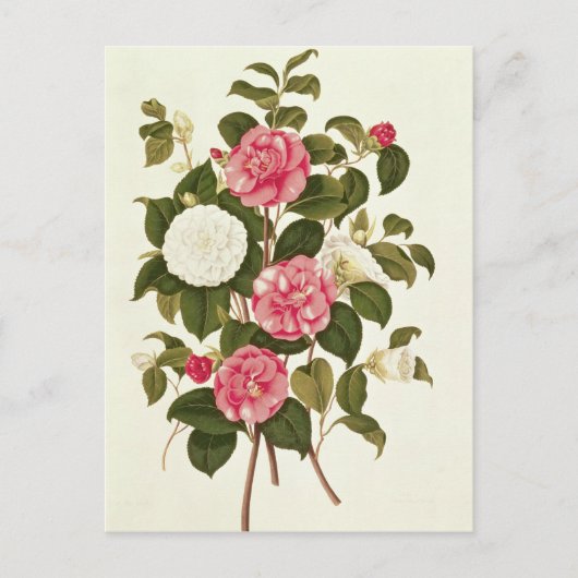 Camellia uit "A Monograph on the Genus" Briefkaart (Voorkant)