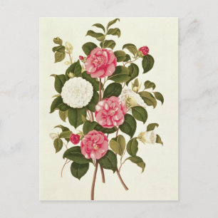 Camellia uit "A Monograph on the Genus" Briefkaart