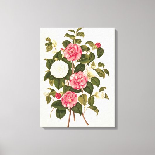 Camellia uit "A Monograph on the Genus" Canvas Afdruk (Voorkant)