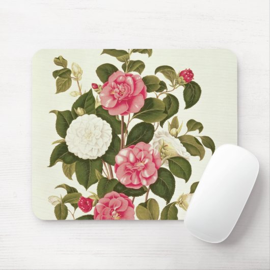 Camellia uit "A Monograph on the Genus" Muismat (Met muis)