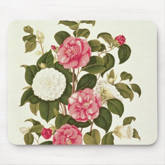 Camellia uit "A Monograph on the Genus" Muismat (Voorkant)