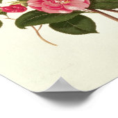 Camellia uit "A Monograph on the Genus" Poster (Hoek)