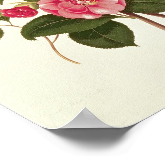 Camellia uit "A Monograph on the Genus" Poster (Hoek)