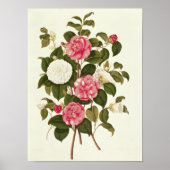 Camellia uit "A Monograph on the Genus" Poster (Voorkant)