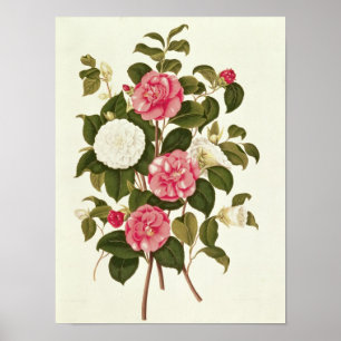 Camellia uit "A Monograph on the Genus" Poster