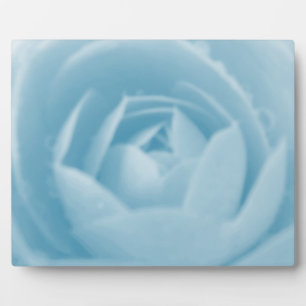 Camellia Whirlpool Plaque Fotoplaat