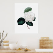 Camellia, witte bloem, botanische druk poster (Keuken)