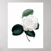 Camellia, witte bloem, botanische druk poster (Voorkant)