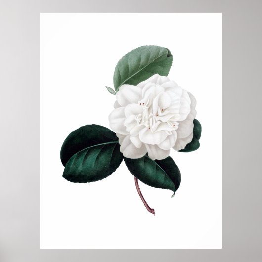 Camellia, witte bloem, botanische druk poster (Voorkant)