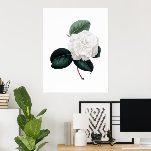 Camellia, witte bloem, botanische druk poster (Thuiskantoor)