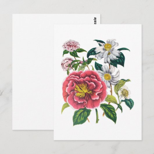 Camellias Briefkaart (Voorkant / Achterkant)