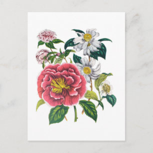 Camellias Briefkaart