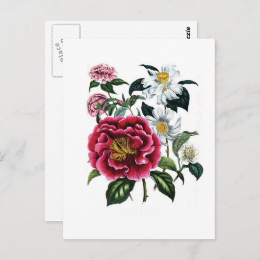 Camellias door Jane Loudon Briefkaart (Voorkant / Achterkant)