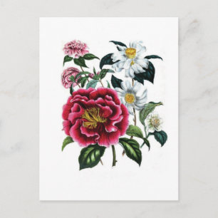 Camellias door Jane Loudon Briefkaart
