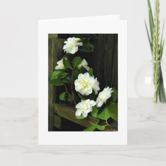 CAMELLIAS KAART (Voorkant)