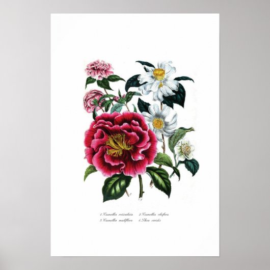 Camellias Poster (Voorkant)