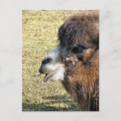 CAMELS BRIEFKAART (Voorkant)