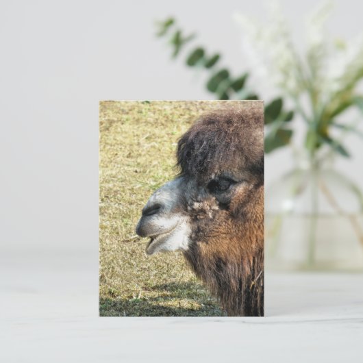 CAMELS BRIEFKAART (Staand voorkant)