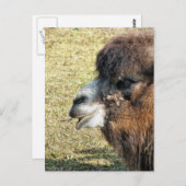 CAMELS BRIEFKAART (Voorkant / Achterkant)