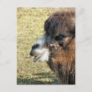 CAMELS BRIEFKAART