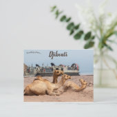 Camels die rusten in de zon in Djibouti Briefkaart (Staand voorkant)