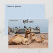 Camels die rusten in de zon in Djibouti Briefkaart (Voorkant / Achterkant)