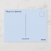 Camels die rusten in de zon in Djibouti Briefkaart (Achterkant)