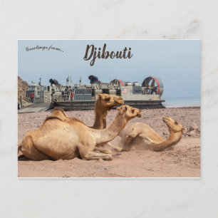 Camels die rusten in de zon in Djibouti Briefkaart