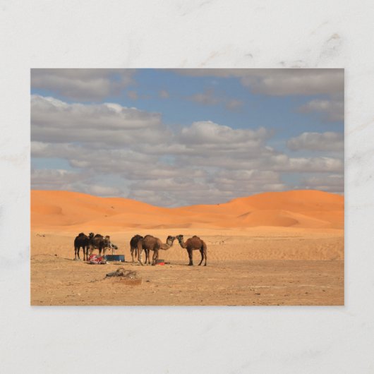 Camels in de Sahara-woestijn Briefkaart (Voorkant)