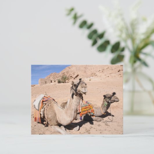 Camels in de woestijn bij St. Catherine's Briefkaart (Staand voorkant)