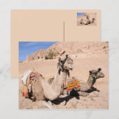 Camels in de woestijn bij St. Catherine's Briefkaart (Voorkant / Achterkant)