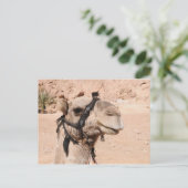 Camels in de woestijn bij St. Catherine's Briefkaart (Staand voorkant)