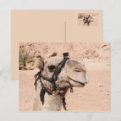 Camels in de woestijn bij St. Catherine's Briefkaart (Voorkant / Achterkant)