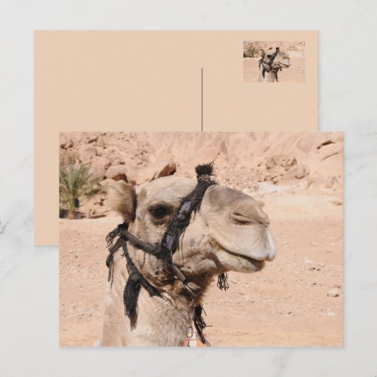 Camels in de woestijn bij St. Catherine's Briefkaart (Voorkant / Achterkant)