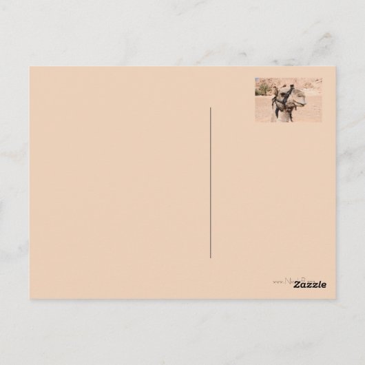 Camels in de woestijn bij St. Catherine's Briefkaart (Achterkant)