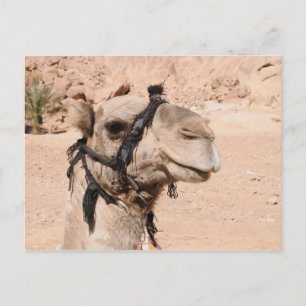 Camels in de woestijn bij St. Catherine's Briefkaart