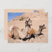 Camels in de woestijn bij St. Catherine's Briefkaart (Voorkant / Achterkant)