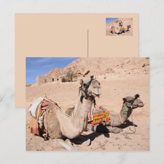 Camels in de woestijn bij St. Catherine's Briefkaart (Voorkant / Achterkant)