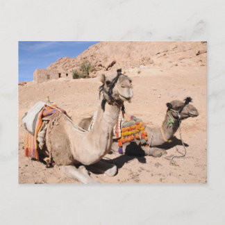 Camels in de woestijn bij St. Catherine's Briefkaart