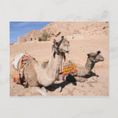 Camels in de woestijn bij St. Catherine's Briefkaart (Voorkant)