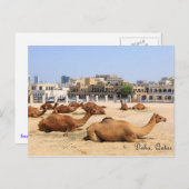 Camels in Doha Briefkaart (Voorkant / Achterkant)