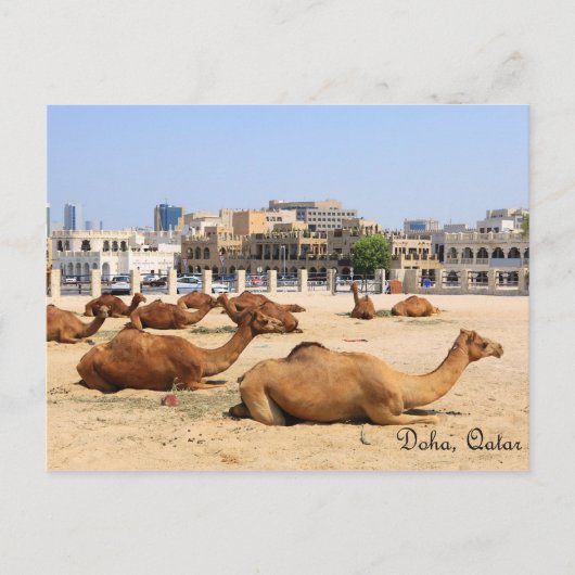 Camels in Doha Briefkaart (Voorkant)