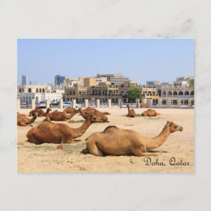 Camels in Doha Briefkaart
