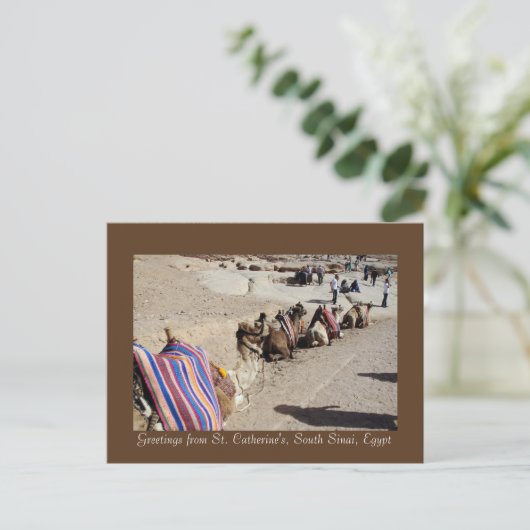 Camels in St. Catherine's Briefkaart (Staand voorkant)