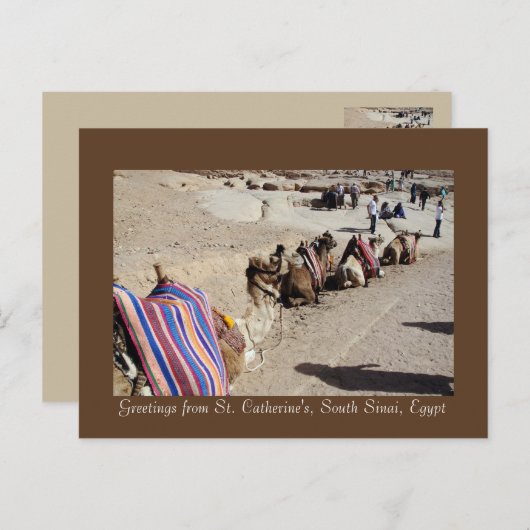 Camels in St. Catherine's Briefkaart (Voorkant / Achterkant)