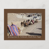 Camels in St. Catherine's Briefkaart (Voorkant)