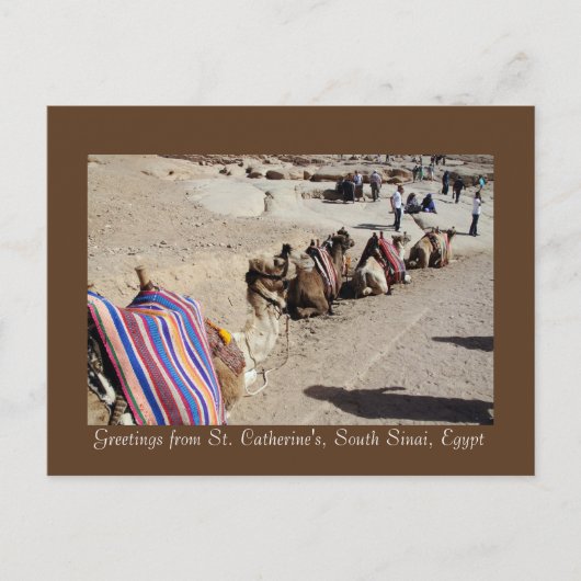 Camels in St. Catherine's Briefkaart (Voorkant)