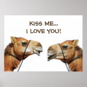 Camels KissingFunny Poster (Voorkant)