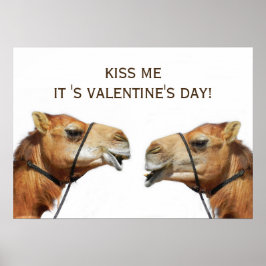 Camels KissingFunny Poster